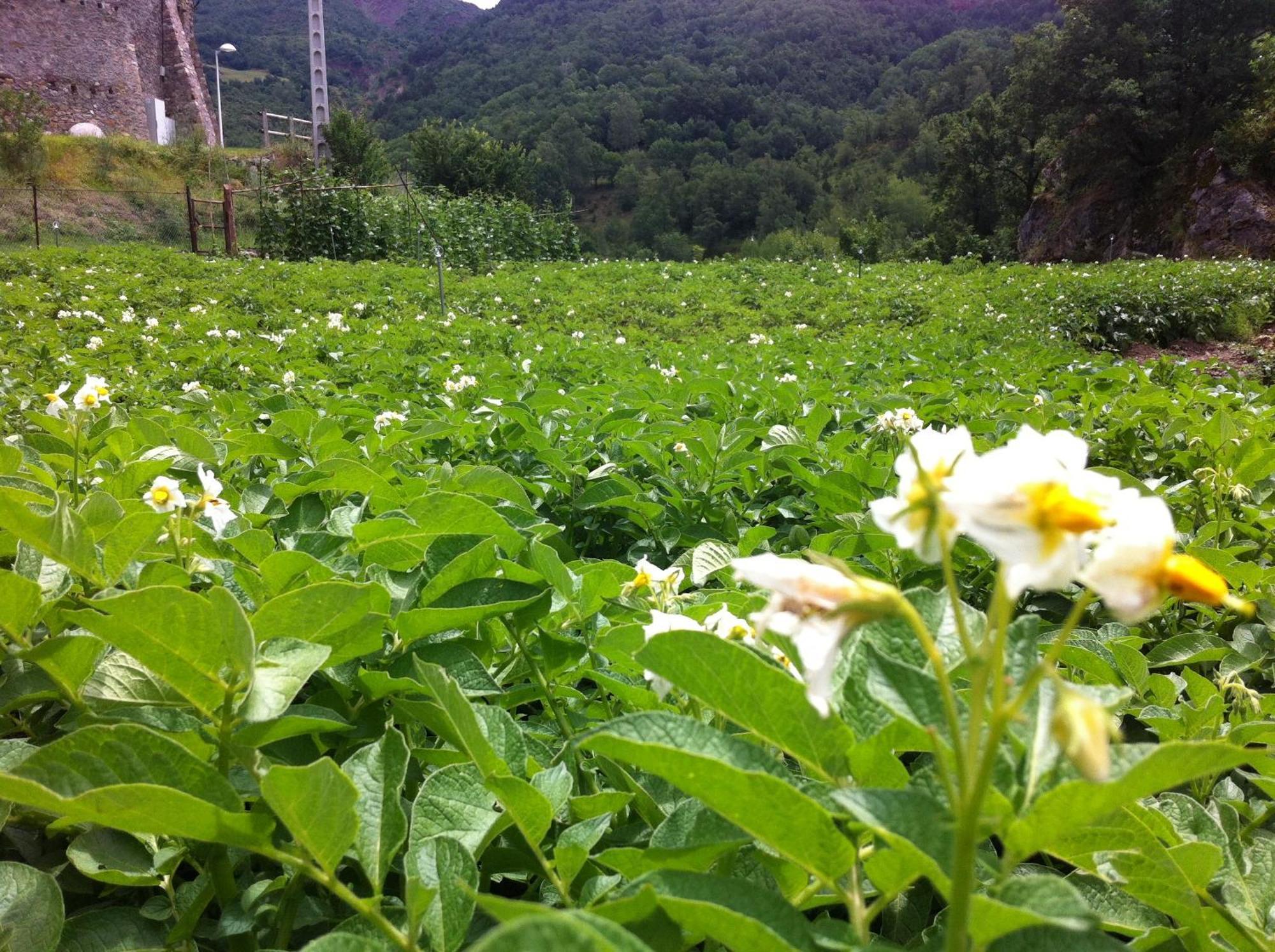 Casa Masover Buira 外观 照片